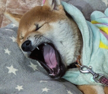 ねむねむ🥱