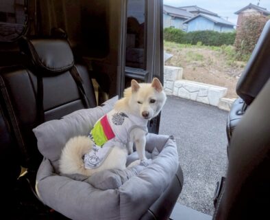 レンタカーの1台をご紹介いたします🚗