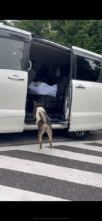 レンタカーのご紹介🚗
