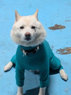 ぴたぴた